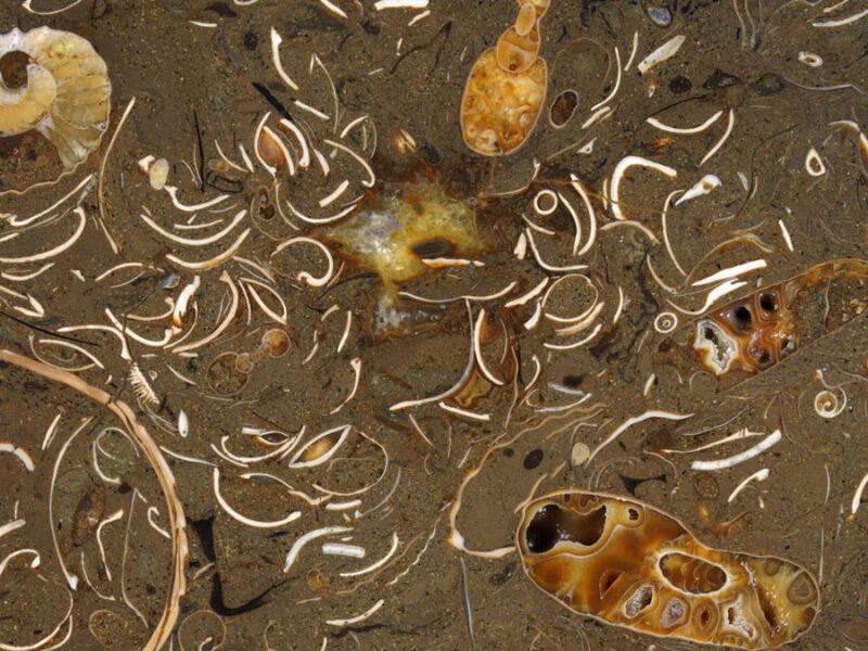 Squid Were on the Move Before the Chicxulub Impact