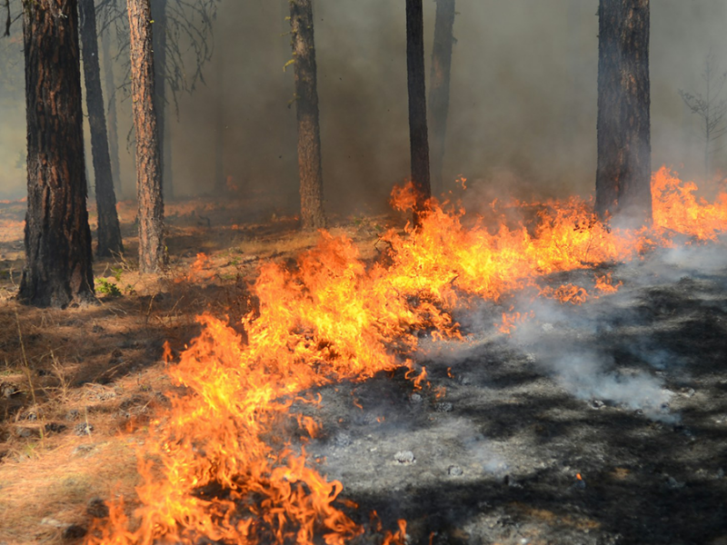 Remote Sensing Mitigated the Impact of the 2025 Los Angeles Wildfires
