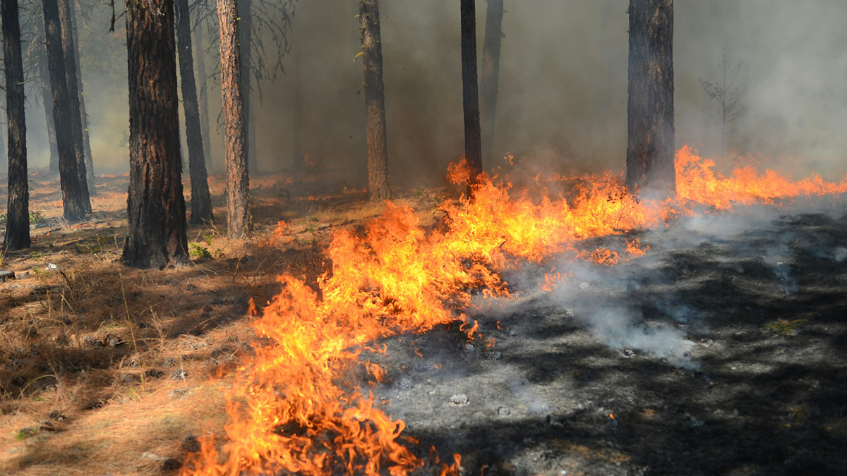 A wildfire burning in a forest.