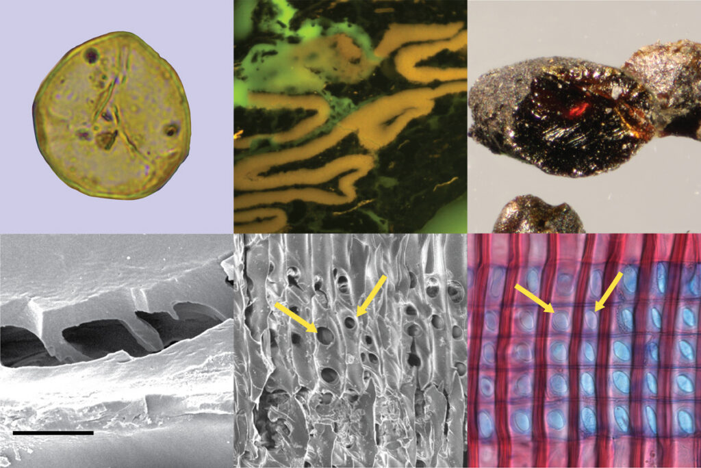 A grid of six images taken from under a microscope, including some of amber and of wood