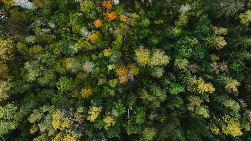 Aerial view of a forest.