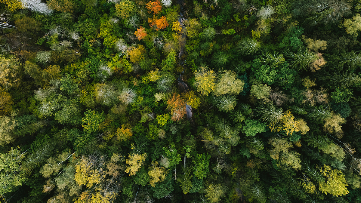 Aerial view of a forest.