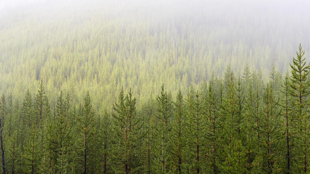 A forest of tall, skinny pine trees spans the entire image, fading into a foggy background.