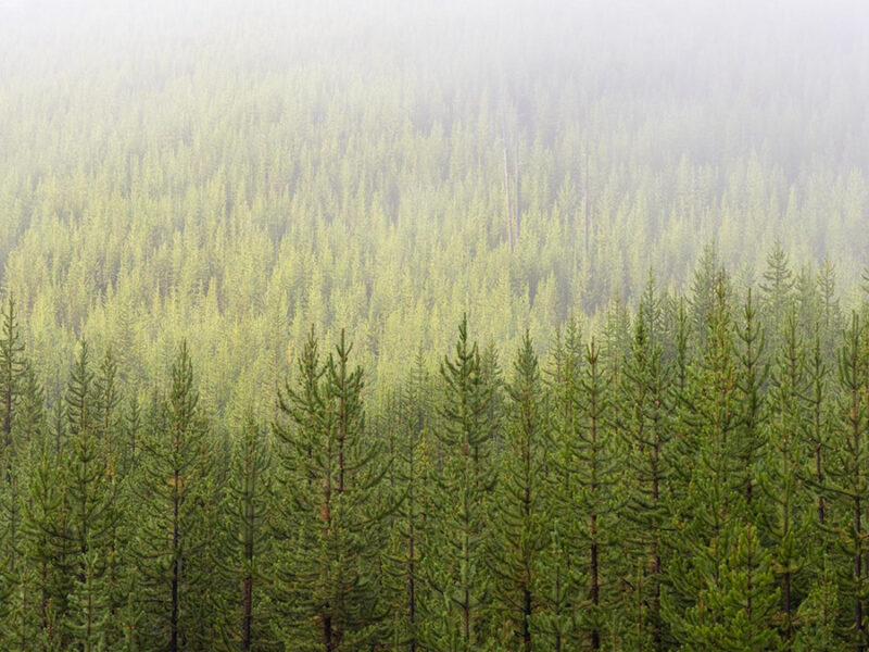 Fast, Severe Wildfires Can Change How Forests Grow Back