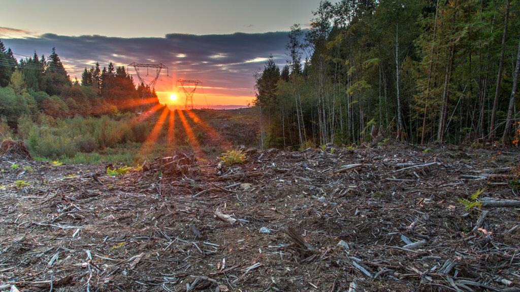 The Sun rises or sets over an opening in a forest where trees have been cut down. Power lines are visible in the distance.