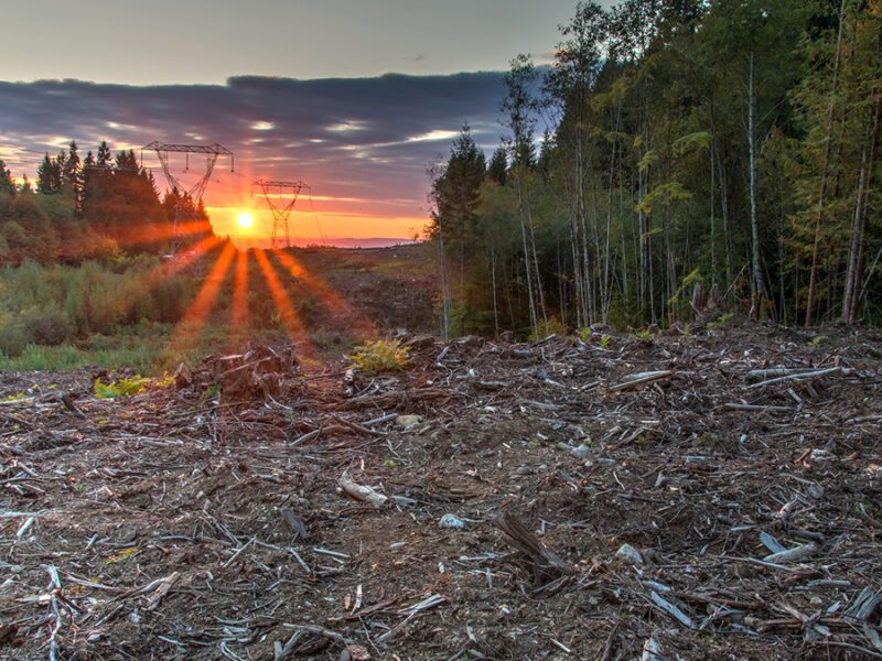 Preserving Soil Carbon by Preserving the Forest Floor