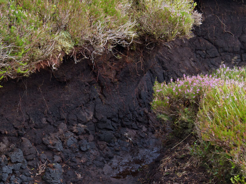 Science on Repeat, Peat, Peat