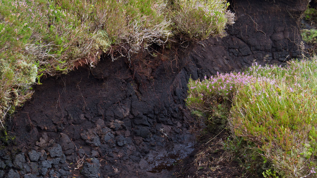 Peatland