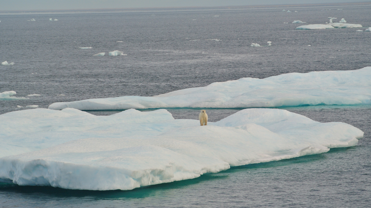 A polar bear stands on sea ice.