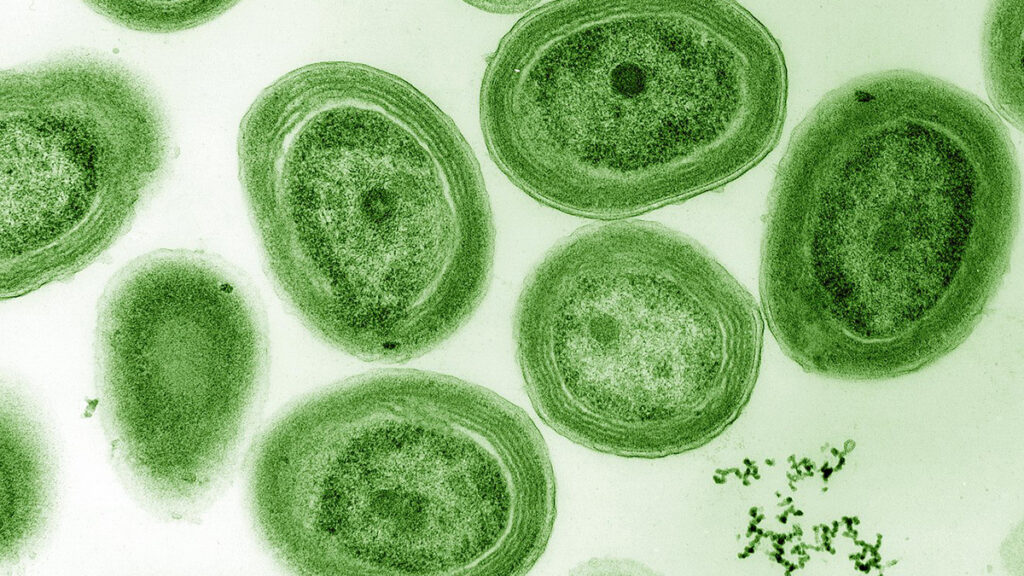 A microscopic image of the cyanobacterium Prochlorococcus marinus