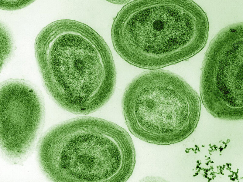 Tiny Cyanobacteria May Be the Secret Heroes of Ocean Carbon Sequestration