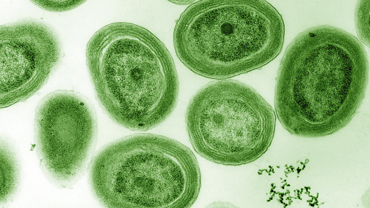 A microscopic image of the cyanobacterium Prochlorococcus marinus