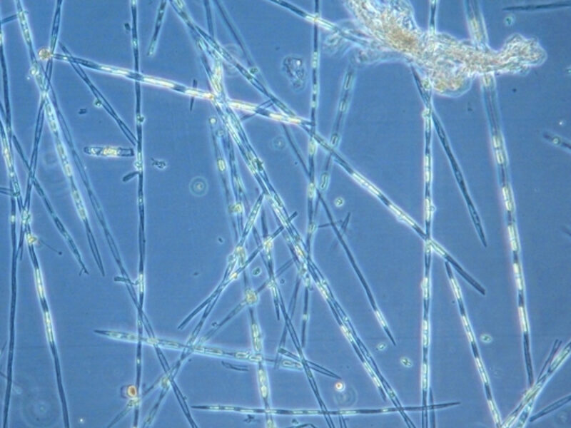 Wastewater Can Take Harmful Algal Blooms from Bad to Worse