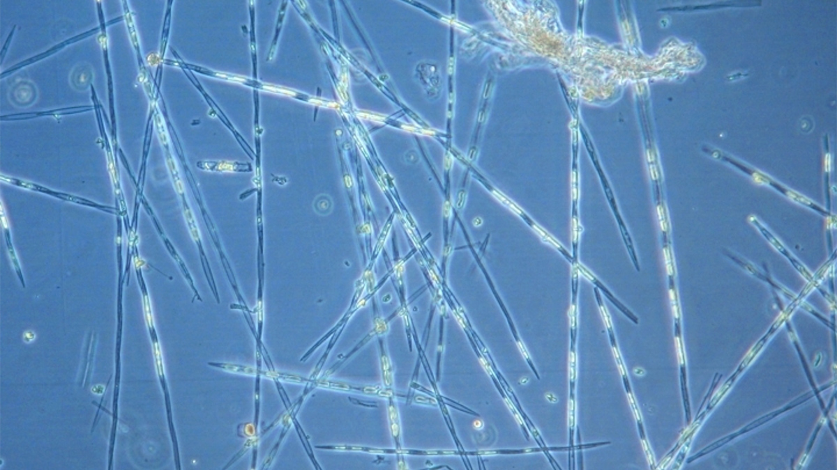 Diatom chains within glass shells shaped like toothpicks
