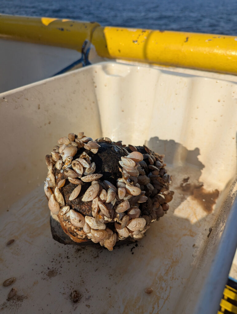 An image of a rock covered in whitish-pink mussels.