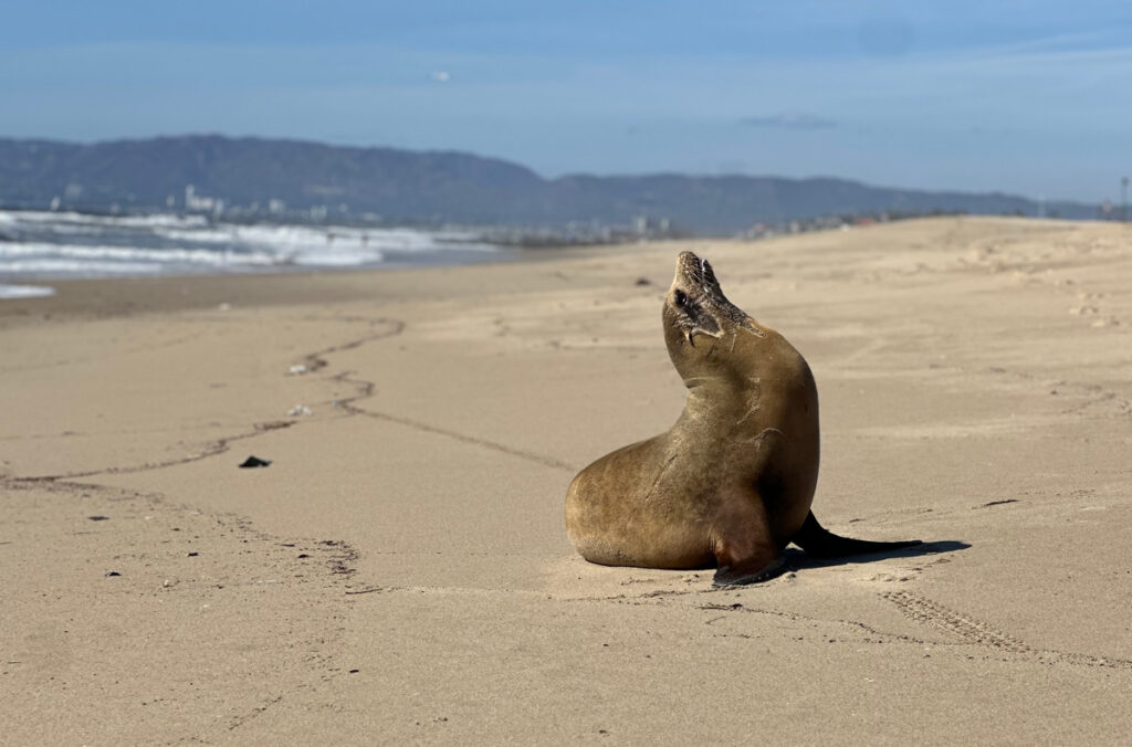 On a wide California beach, a stranded sea lion points its nose upward and arcs its neck.