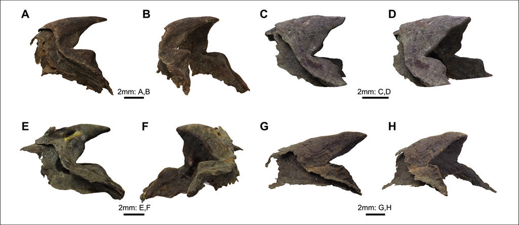 Four fossils of squid beaks, each shown from two angles.