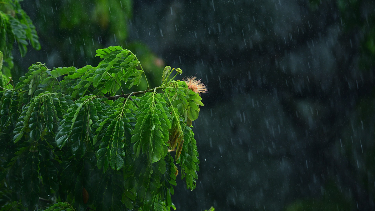 A tree branch in the rain.