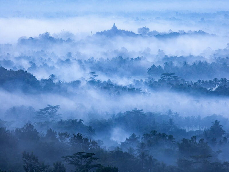 Chemical Conversations Between Forests and the Sky Affect Air Quality, Clouds, and More