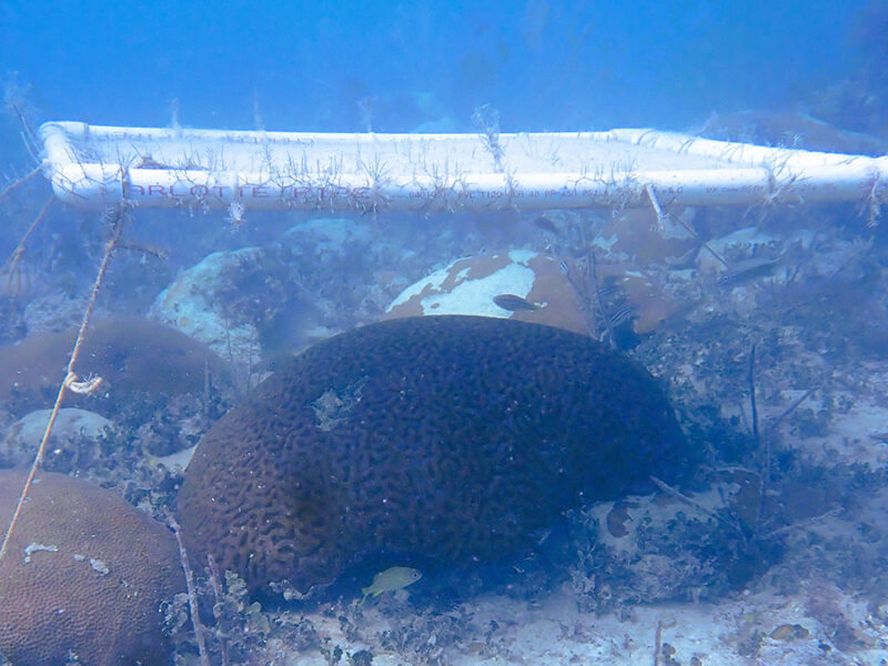 Underwater Umbrellas Reduce—and Reverse—Coral Bleaching in the Caribbean