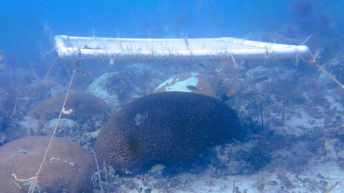 An underwater photo shows a brain coral covered by a white, rectangular shade.
