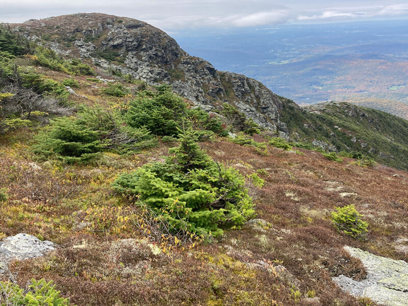 In Northeastern North America, Alpine Zones Are Turning Green