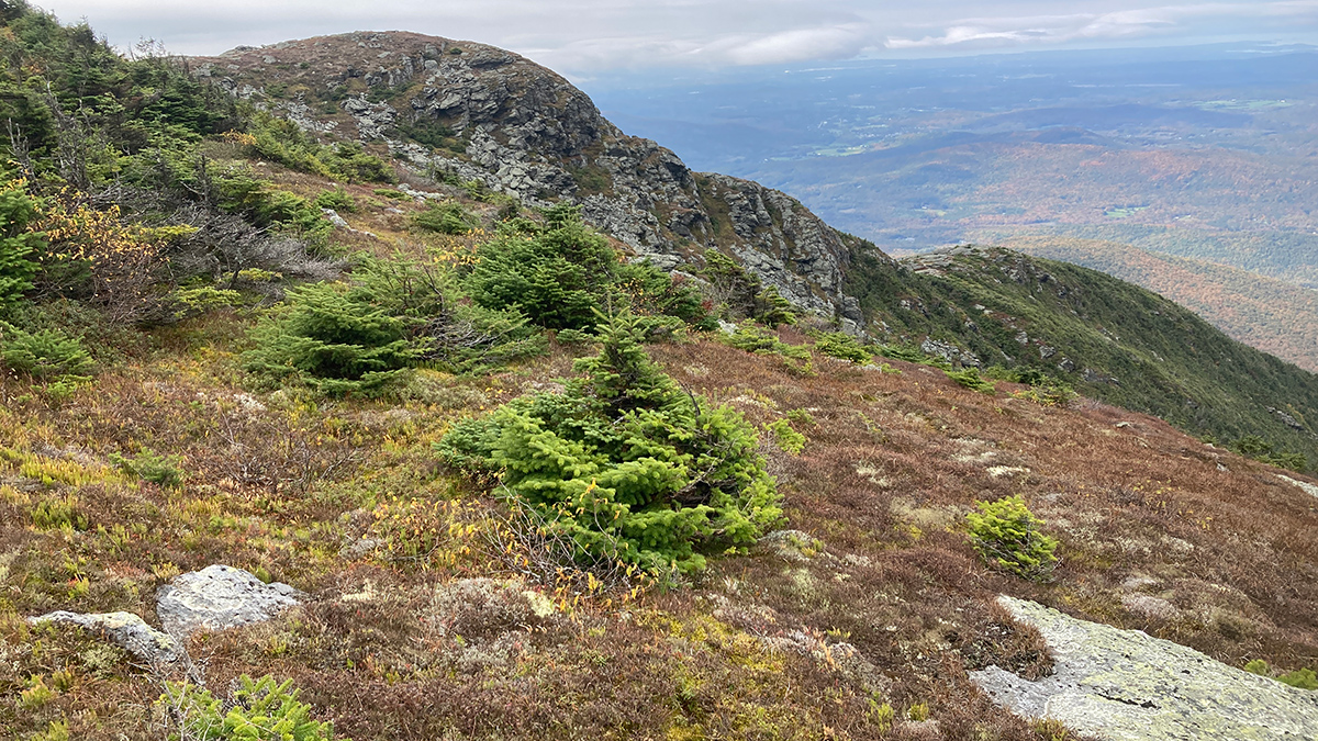 An image taken from a mountaintop shows brown shrubs and green coniferous trees with a mountain ridge in the background.