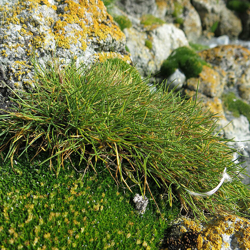 A plant with thin rounded leaves that come to a point grows beside a shorter green plant with small yellow blooms. The hair-like blades are a medium shade of green with some yellow mixed in.