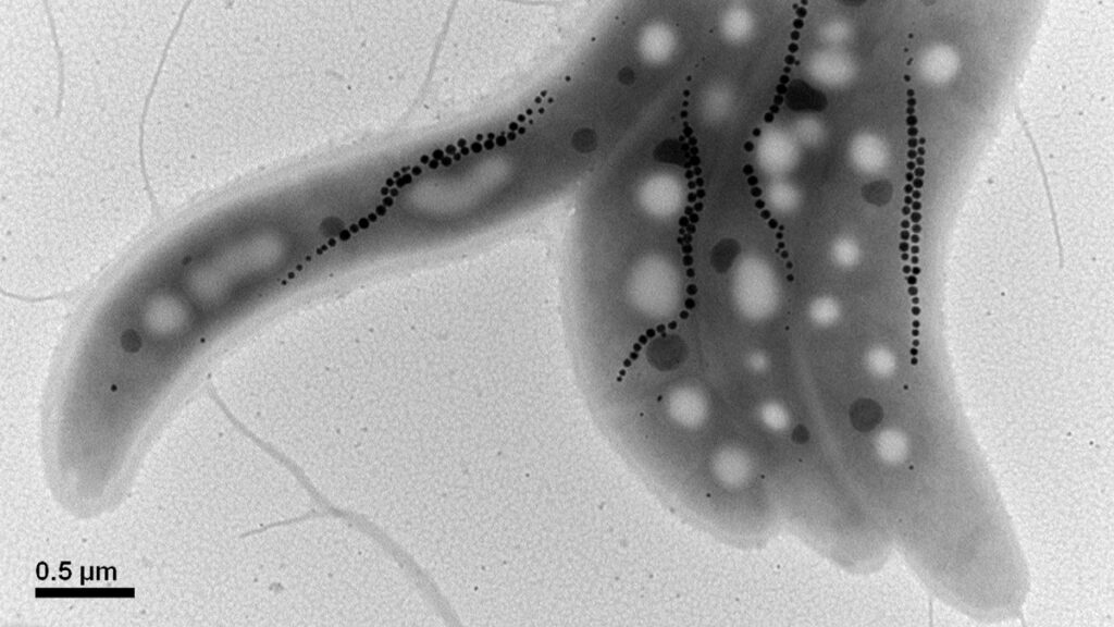 Strings of nanoscopic, black magnetite grains inside the bodies of magnetically sensitive bacteria are revealed under a microscope.