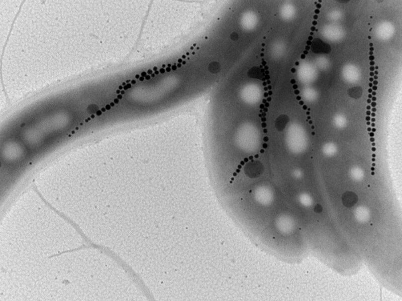 Measuring Deep-Ocean Oxygen with Microscopic Magnetic Fossils