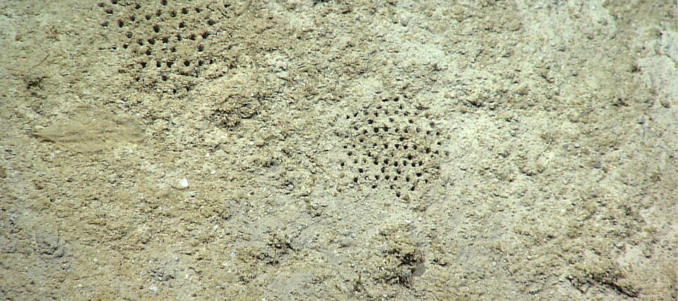 An image of the seafloor shows two patches of burrows formed in a hexagonal pattern. The holes in the seafloor look like holes in a colander.