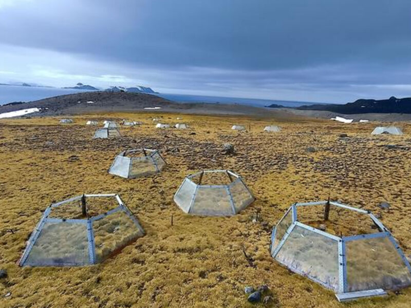 Antarctica’s Only Flowering Plants Take Opposite Paths Under Experimental Warming