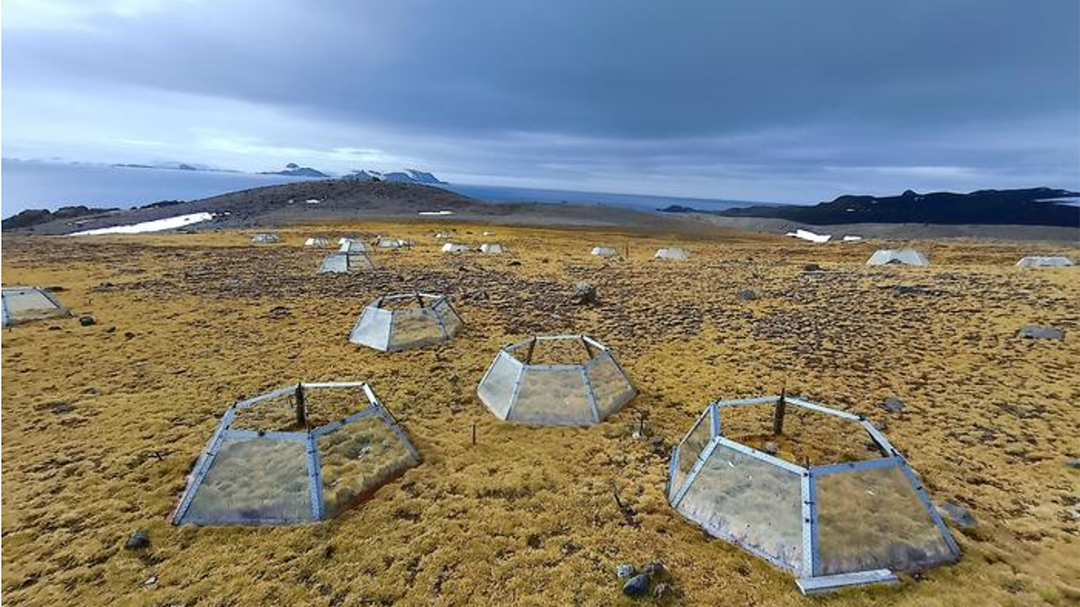 Hexagonal glass chambers, a few feet high and with open tops, dot a mossy-looking landscape under a cloudy sky