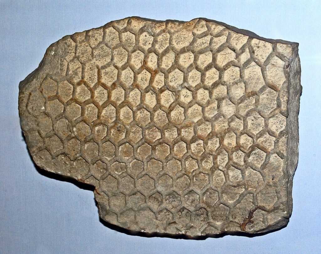 An image of a Paleodictyon fossil. The fossil looks like a hexagonal mesh overlying rock.