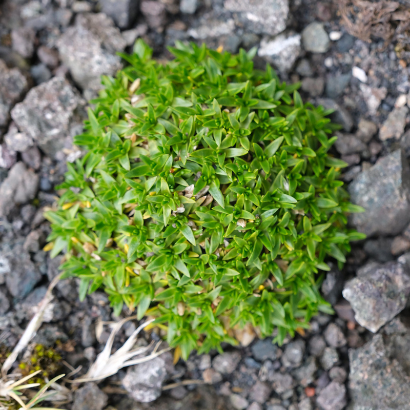 A patch of green leaves grows out of a rocky surface.