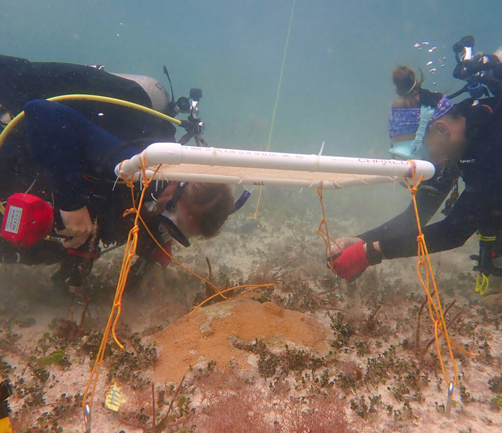 In an underwater photo, two researchers wearing scuba gear use a drill and rope to install a rectangular shade over a brain coral.