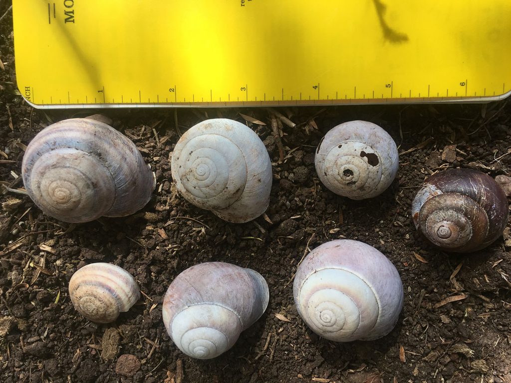 Seven snail shells sit in the dirt next to a ruler, showing that the whole image is just over 6 inches (15.2 centimeters) across.