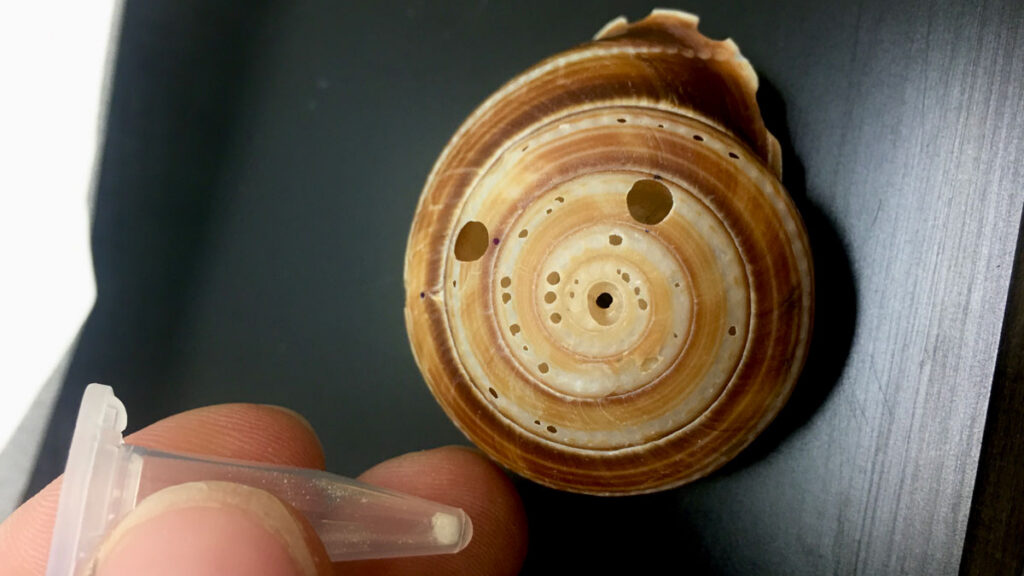 Photograph accompanying Oxygen isotopes in one Queensland snail shell line up with cyclones Marcia and Debbie