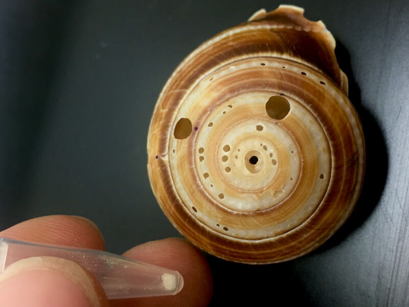 Reading Rainfall in a Snail’s Shell